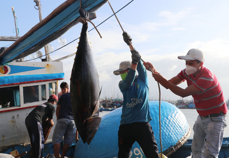 Ngư dân Phú Yên đưa cá ngừ từ thuyền lên cảng cá Đông Tác, phường Phú Đông, thành phố Tuy Hòa. (Ảnh: Phạm Cường/TTXVN)