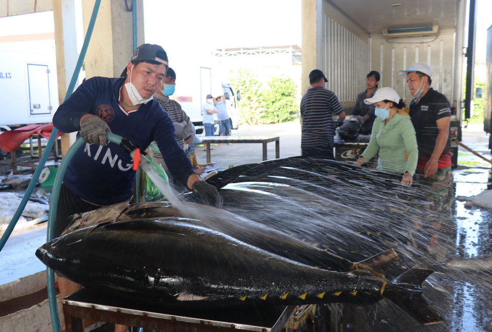 Ngư dân sơ chế cá ngừ đại dương trước khi ướp lạnh. (Ảnh: Phạm Cường/TTXVN)