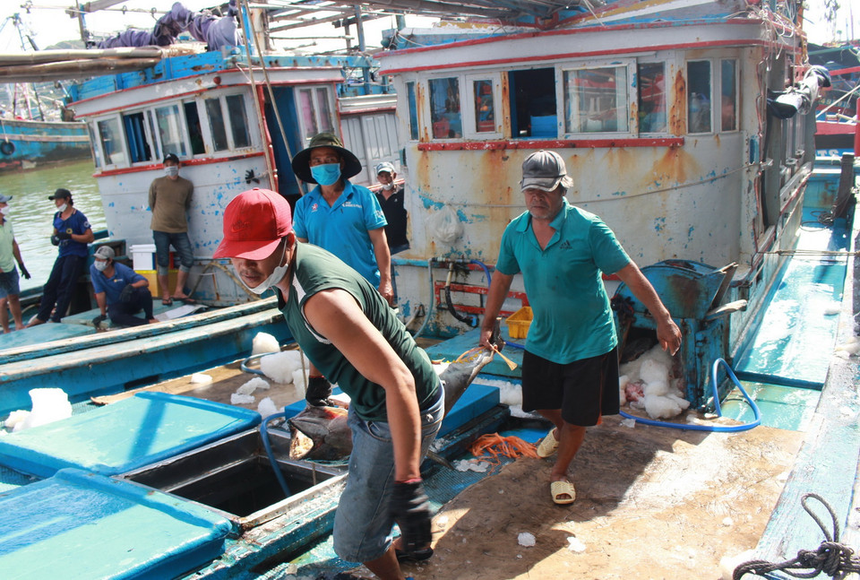 Cá ngừ đại dương nặng trên 40kg phải 2 người bê vác mới đưa được từ tàu lên bờ. (Ảnh: Phan Sáu/TTXVN)