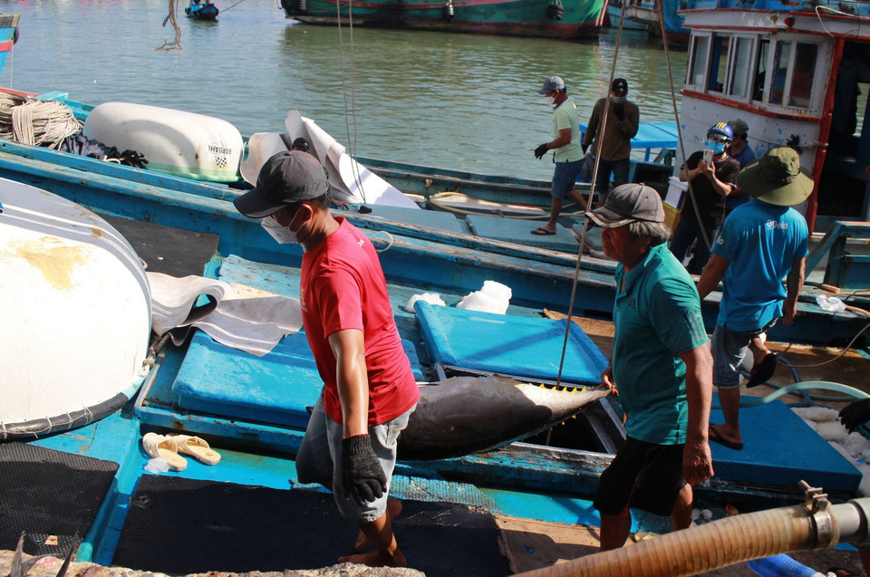  Chuyển cá ngừ đại dương từ tàu cá lên bờ. (Ảnh: Phan Sáu/TTXVN)