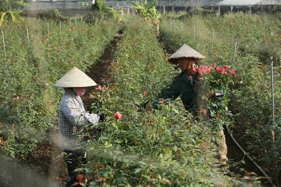 Nông dân làng hoa Tây Tựu, quận Bắc Từ Liêm thu hoạch hoa hồng phục vụ thị trường. (Ảnh: Vũ Sinh/TTXVN)