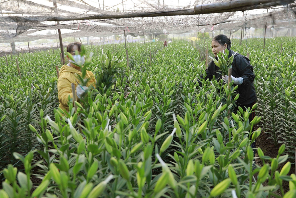 Nông dân xã Tân Lập, huyện Đan Phượng thu hoạch hoa ly phục vụ thị trường. (Ảnh: Vũ Sinh/TTXVN)