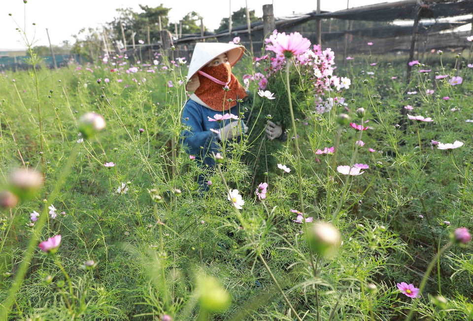 Nông dân làng hoa Tây Tựu, quận Bắc Từ Liêm thu hoạch hoa. (Ảnh: Vũ Sinh/TTXVN)