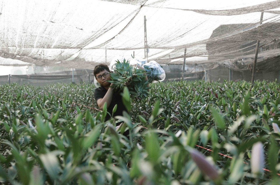 Nông dân xã Tân Lập, huyện Đan Phượng tỉa hoa ly trước vụ Tết. (Ảnh: Vũ Sinh/TTXVN)