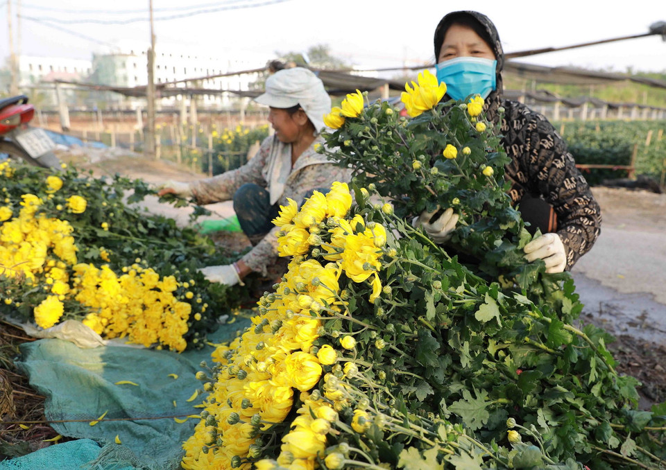 Chuẩn bị hoa cúc phục vụ thị trường ở làng hoa Tây Tựu, quận Bắc Từ Liêm. (Ảnh: Vũ Sinh/TTXVN)