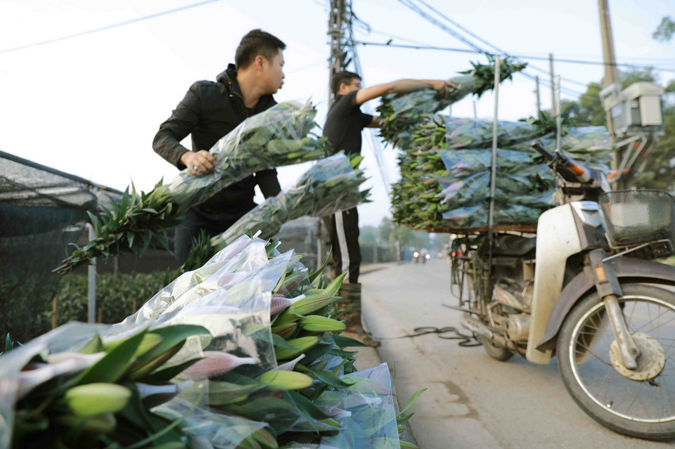 Chuẩn bị hoa ly phục vụ thị trường ở làng hoa xã Tân Lập, huyện Đan Phượng. (Ảnh: Vũ Sinh/TTXVN)