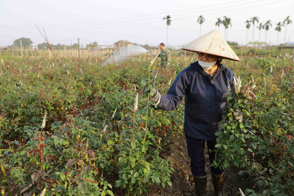 Nông dân làng hoa Tây Tựu, quận Bắc Từ Liêm thu hoạch hoa hồng phục vụ thị trường. (Ảnh: Vũ Sinh/TTXVN)