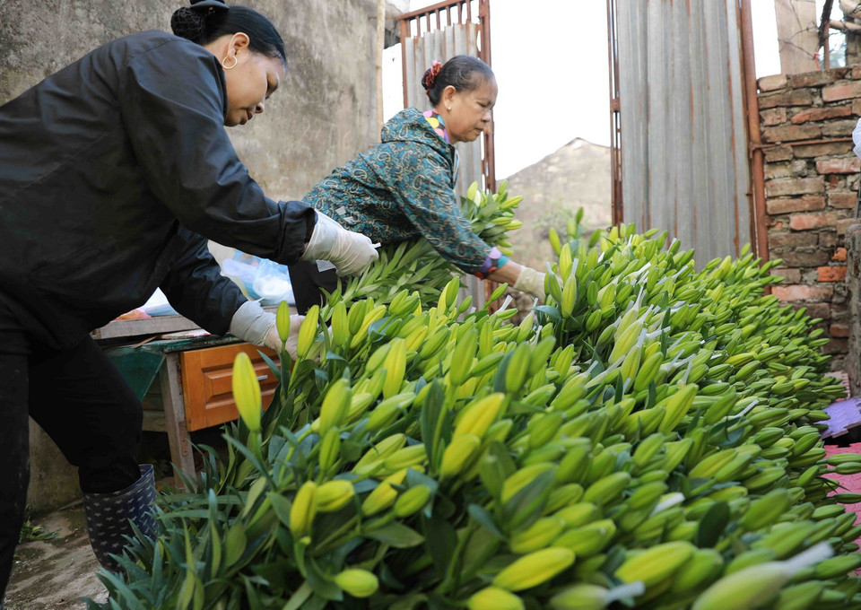 Chuẩn bị hoa ly phục vụ thị trường ở làng hoa xã Tân Lập, huyện Đan Phượng. (Ảnh: Vũ Sinh/TTXVN)