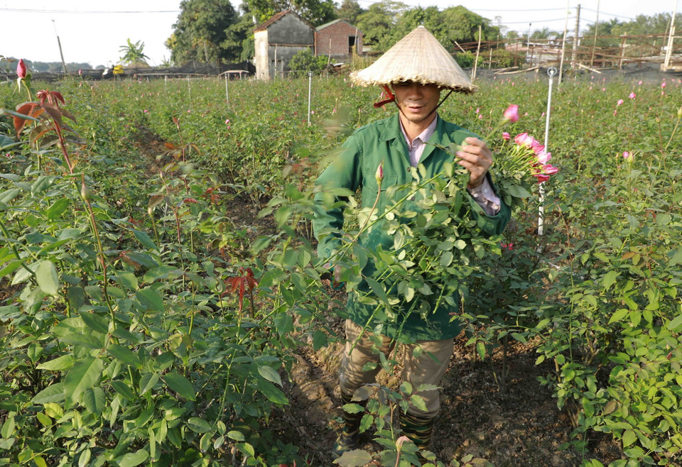 Nông dân làng hoa Tây Tựu, quận Bắc Từ Liêm thu hoạch hoa hồng phục vụ thị trường. (Ảnh: Vũ Sinh/TTXVN)
