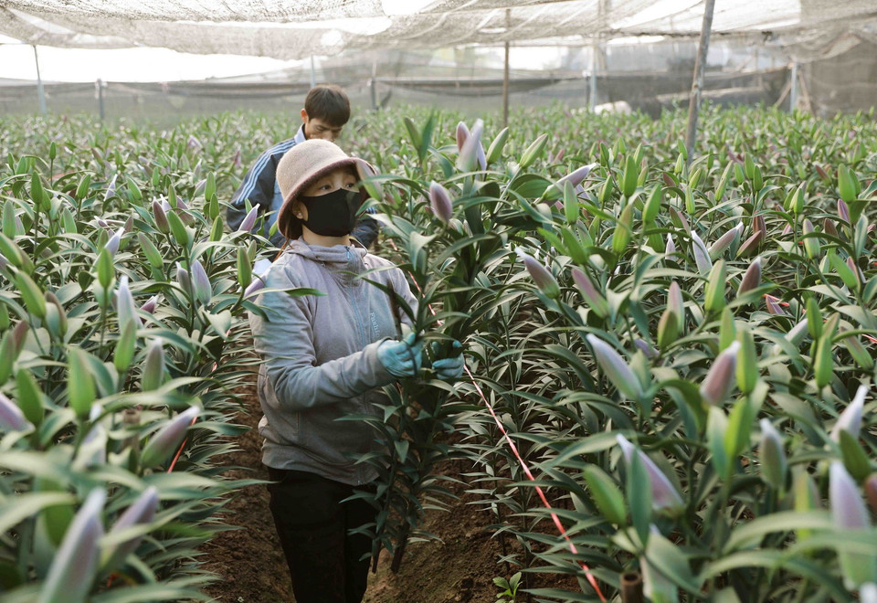 Nông dân xã Tân Lập, huyện Đan Phượng thu hoạch hoa ly phục vụ thị trường. (Ảnh: Vũ Sinh/TTXVN)