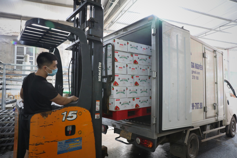 Sau khi được sơ chế vải được vận chuyển xuất khẩu ngay. (Ảnh: Danh Lam/TTXVN)