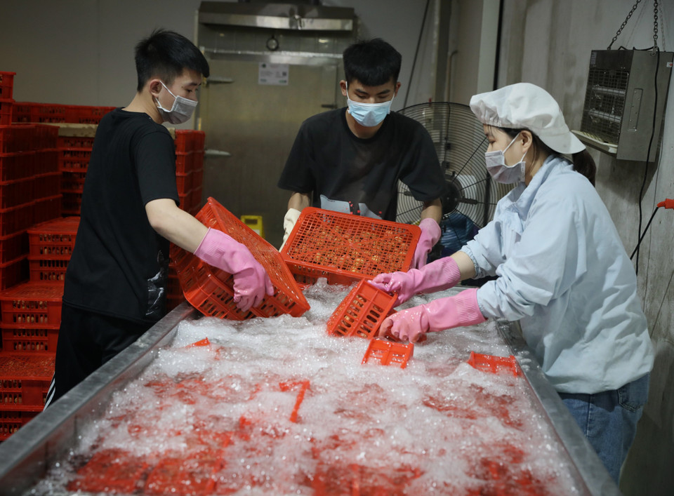 Tỉnh Bắc Giang đã nỗ lực phối hợp chặt chẽ với bà con nông dân và doanh nghiệp sơ chế vải thiều để thực hiện nghiêm ngặt các tiêu chuẩn từ khâu chăm sóc đến sơ chế vải xuất khẩu sang thị trường khó tính nhưng tiềm năng này. (Ảnh: Danh Lam/TTXVN)