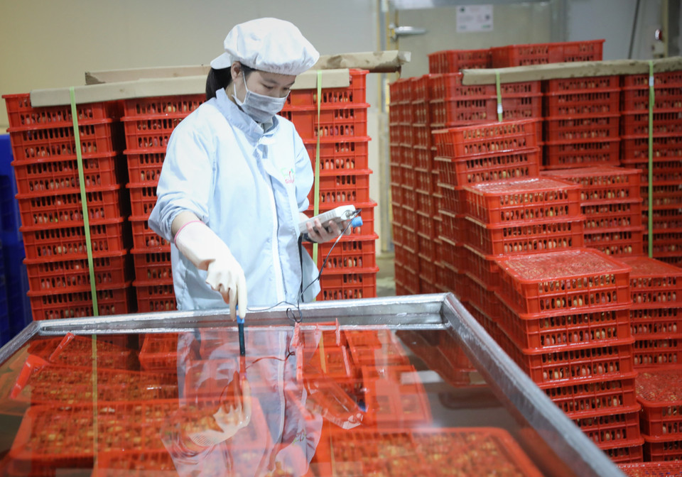 Công nhân Công ty CP Xuất nhập khẩu Thực phẩm Toàn Cầu, huyện Lục Ngạn (Bắc Giang) đo độ PH của nước sau khi vải được rửa sạch bằng nước đá. (Ảnh: Danh Lam/TTXVN)