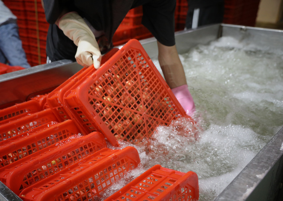 Sau khi xông hơi khử trùng vải được rửa sạch bằng nước đá. (Ảnh: Danh Lam/TTXVN)