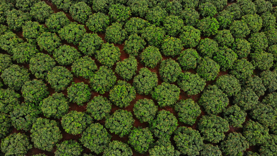 Khu trồng vải chín sớm xuất Nhật tại xã Phúc Hoà, huyện Tân Yên (Bắc Giang). (Ảnh: Danh Lam/TTXVN)