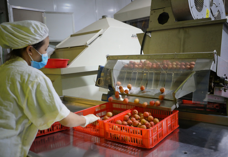 Dây chuyền hiện đại đạt tiêu chuẩn xuất Nhật tại Công ty CP Xuất nhập khẩu Thực phẩm Toàn Cầu, huyện Lục Ngạn (Bắc Giang). (Ảnh: Danh Lam/TTXVN)