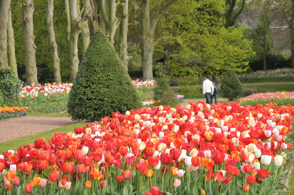 Vườn hoa tulip với nhiều loài khác nhau. (Ảnh: Hương Giang/Vietnam+)