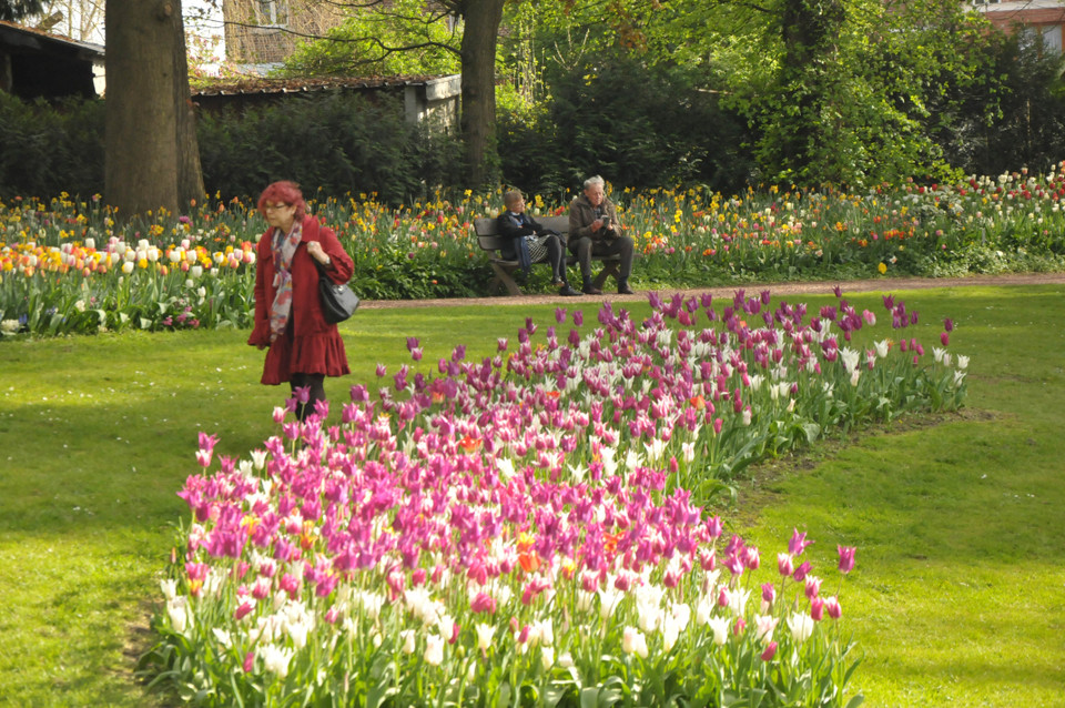 Hoa lan bên cạnh tulip. (Ảnh: Hương Giang/Vietnam+)