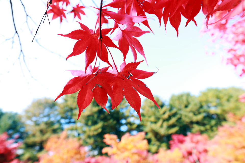 Nami vào thu tràn ngập sắc đỏ của lá phong. (Ảnh: Anh Nguyên/Vietnam+)