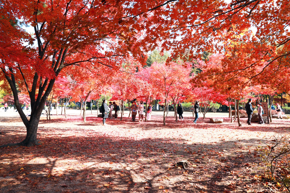 Đây đang là thời điểm lý tưởng để đến đảo Nami. (Ảnh: Anh Nguyên/Vietnam+)