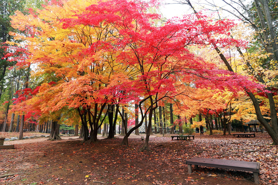 Nami vào thu tràn ngập sắc vàng của những tán lá ngân hạnh, bạch dương và nổi bật lên là sắc đỏ của lá phong. (Ảnh: Anh Nguyên/Vietnam+)