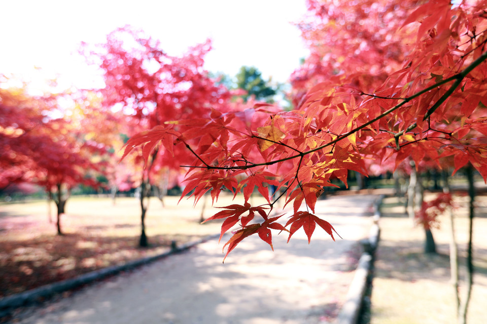 Đảo Nami là một hòn đảo nhỏ xinh đẹp, nằm ở Chuncheon, cách Hàn Quốc khoảng 63km về phía Nam.(Ảnh: Anh Nguyên/Vietnam+)