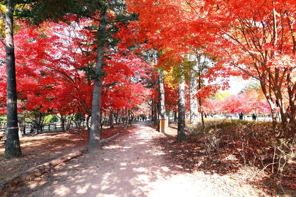 Mùa thu đảo Nami được mệnh danh là thiên đường tình yêu với những cây phong đầy lãng mạn. (Ảnh: Anh Nguyên/Vietnam+)