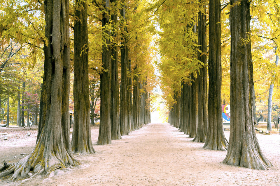 Nami được mệnh danh là ‘thánh địa phim trường’ cũng bởi hàng cây thủy sam đẹp nức lòng người xuất hiện trong bộ phim ‘Bản tình ca mùa đông’ nổi tiếng khắp châu Á.(Ảnh: Anh Nguyên/Vietnam+)