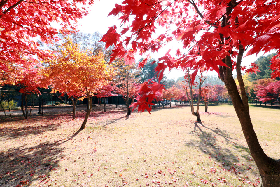 Những cây phong, cây ngân hạnh đổi màu lá vàng đầy lãng mạn. (Ảnh: Anh Nguyên/Vietnam+)