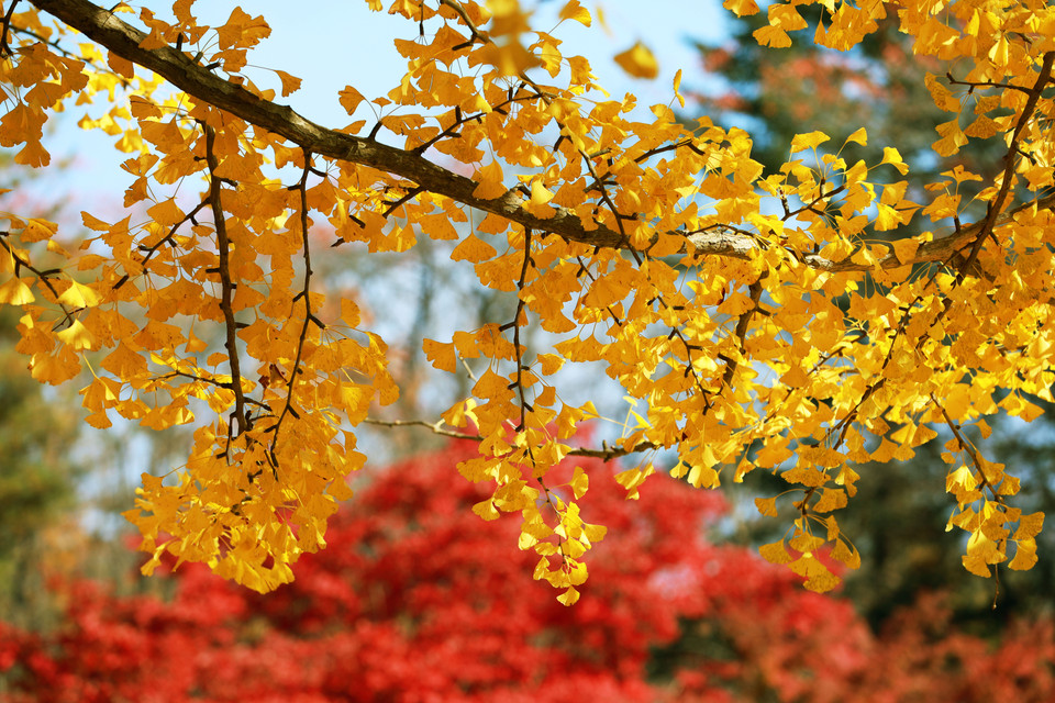 Sắc vàng của những tán lá ngân hạnh. (Ảnh: Anh Nguyên/Vietnam+)