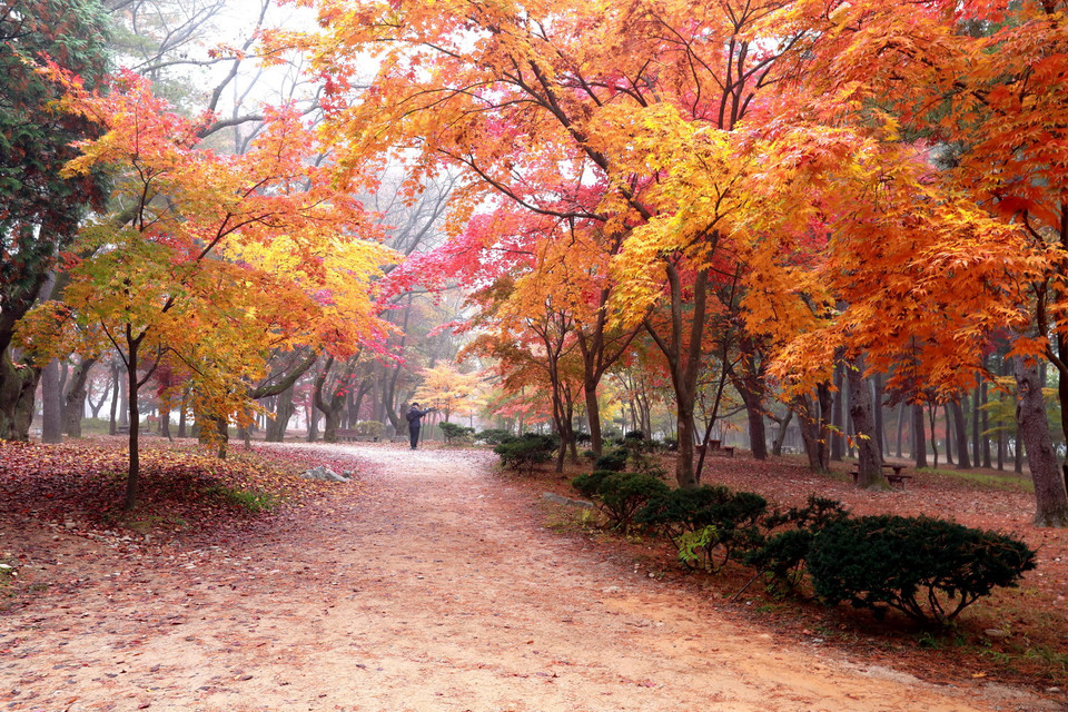 Phong cảnh trên đảo Nami ngập sắc thu vàng. (Ảnh: Anh Nguyên/Vietnam+)