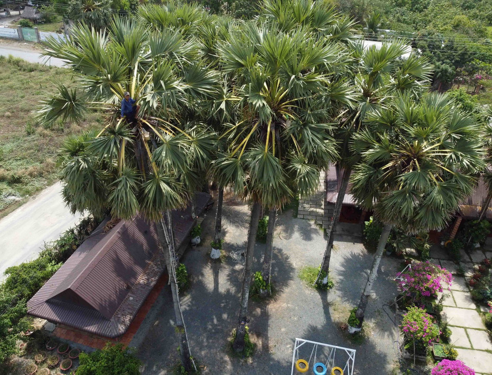  Cây thốt nốt được trồng bằng hạt và hợp với vùng đồi núi khô hạn. Sau 20-25 năm trồng, cây trưởng thành cao từ 5-7m, có đường kính thân cây từ 30-40cm, lá dài và xanh như lá dừa. Người Khmer trồng nhiều thốt nốt trong vườn và sau nhà để lấy nước uống, làm bánh hay làm đường để sử dụng trong gia đình. (Ảnh: Vũ Sinh/TTXVN)