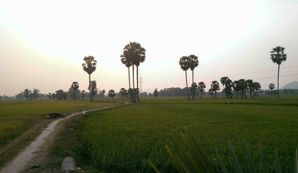 Hàng cây thốt nốt nguy nga giữa những cánh đồng xanh mướt rộng lớn ở Tịnh Biên. (Ảnh: Phạm Hậu/TTXVN)