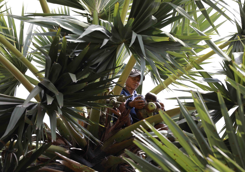 Trái thốt nốt mọc thành chùm, giống như buồng dừa nhưng nhỏ hơn. (Ảnh: Phạm Hậu/TTXVN)