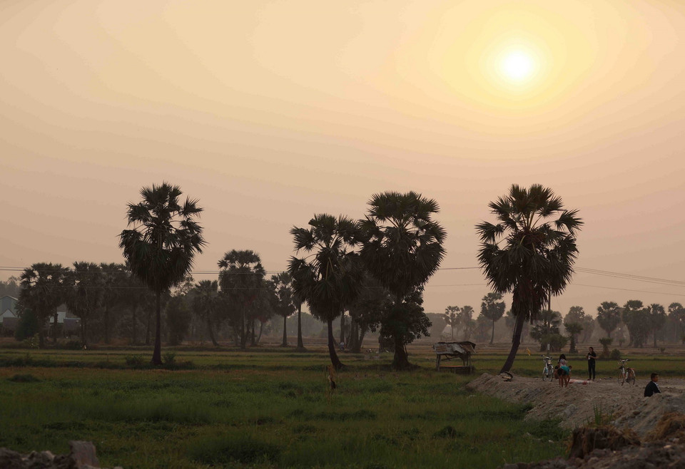  Dưới nắng chiều tà, những hàng cây thốt nốt in bóng lên nền trời, mang dáng vẻ đượm buồn mà lại lôi cuốn lạ lùng. (Ảnh: Phạm Hậu/TTXVN)