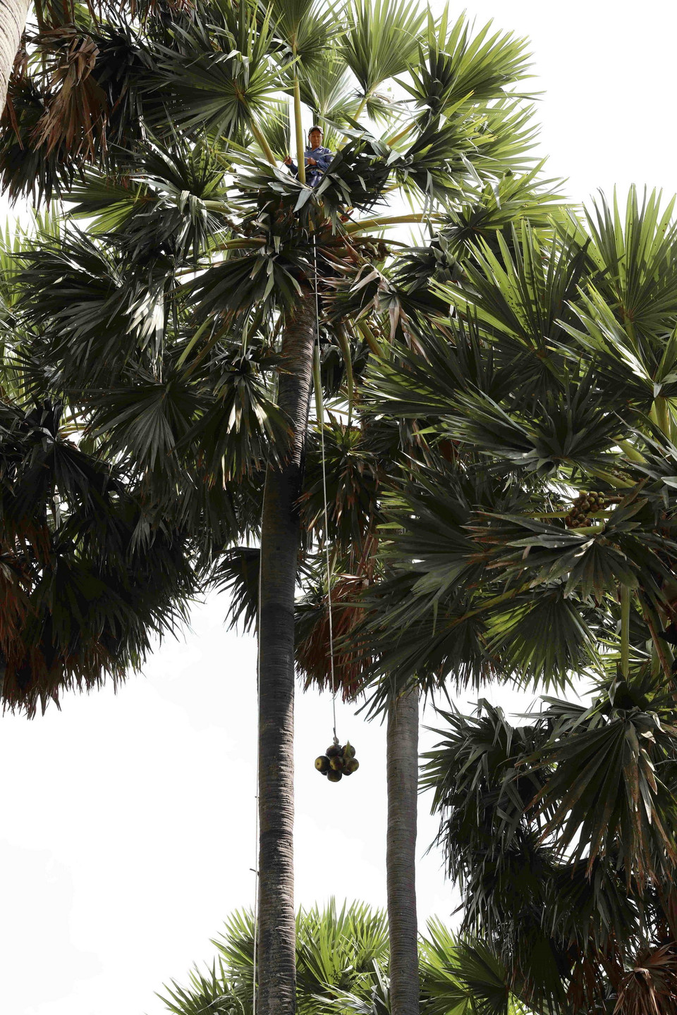 Thu hoạch quả thốt nốt cần phải có sức khỏe tốt và sự chịu khó. (Ảnh: Phạm Hậu/TTXVN)