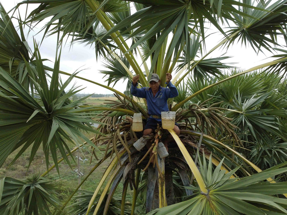 Cây thốt nốt chủ yếu là cho lấy nước để uống hoặc làm đường. (Ảnh: Vũ Sinh/TTXVN)