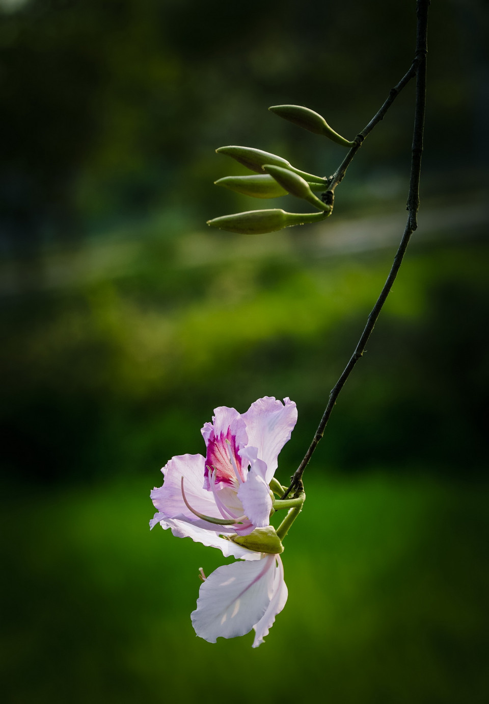 Vẻ đẹp tinh khôi của hoa ban. (Ảnh: Xuân Tư/TTXVN)