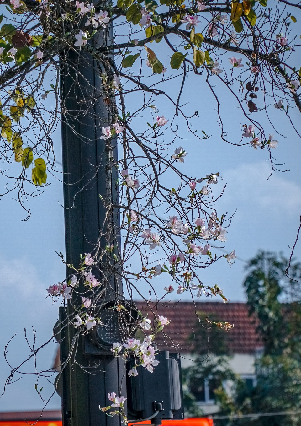 Hoa ban tô điểm cho những tuyến phố của Điện Biên. (Ảnh: Xuân Tư/TTXVN)