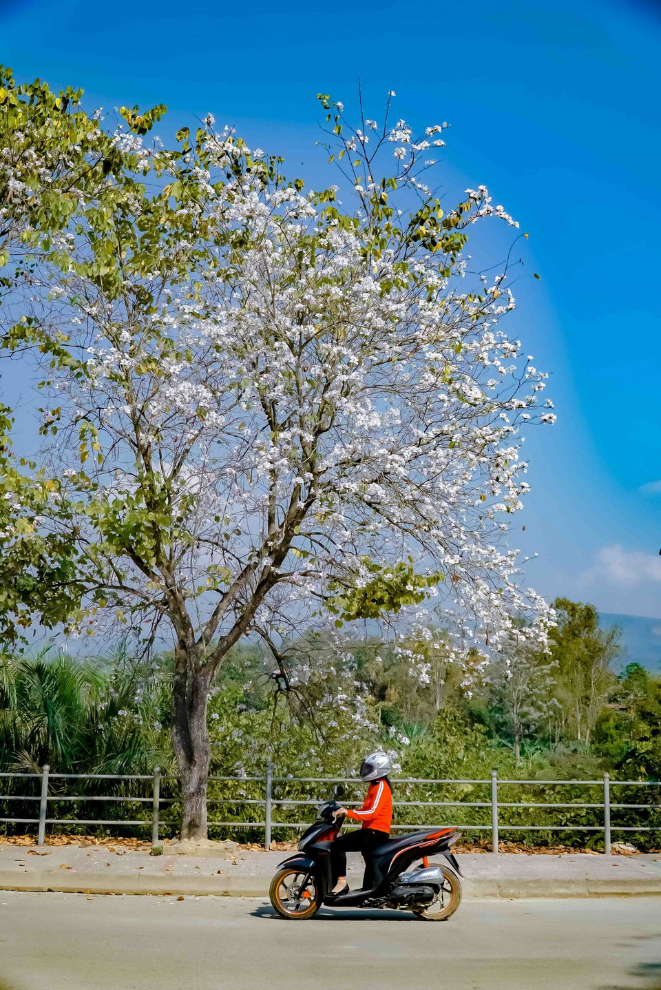 Một cây ban bung nở trắng xóa. (Ảnh: Xuân Tư/TTXVN)