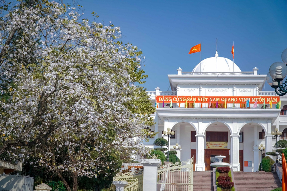 Hoa ban tô điểm cho phố núi Điện Biên. (Ảnh: Xuân Tư/TTXVN)