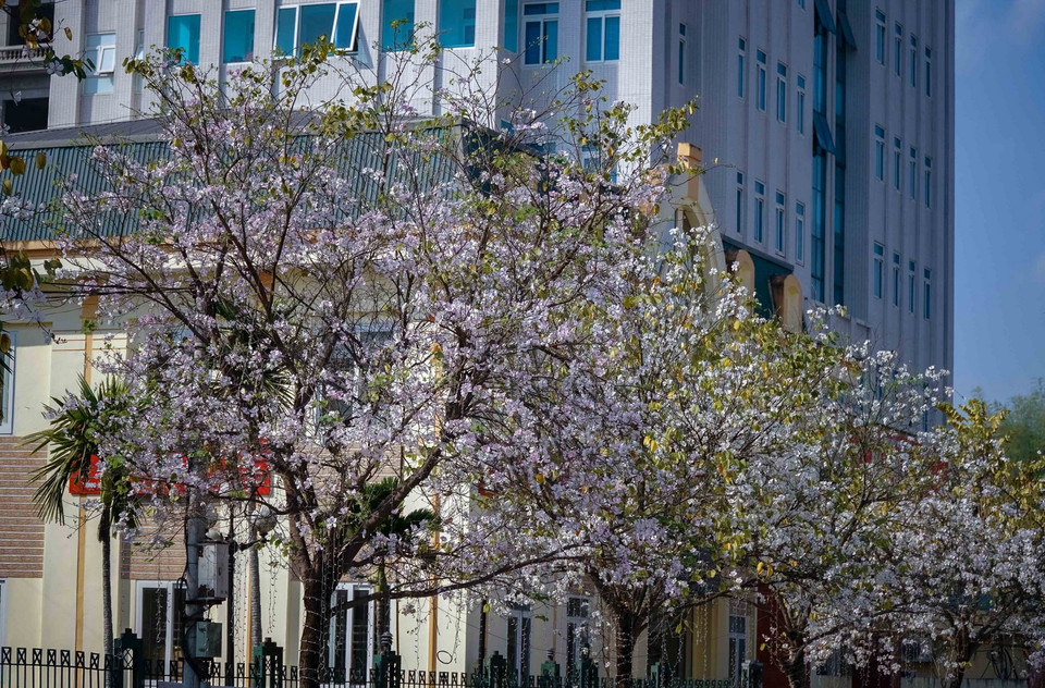 Những cây hoa ban nở trắng trên đường Võ Nguyên Giáp, thành phố Điện Biên Phủ. (Ảnh: Xuân Tư/TTXVN)