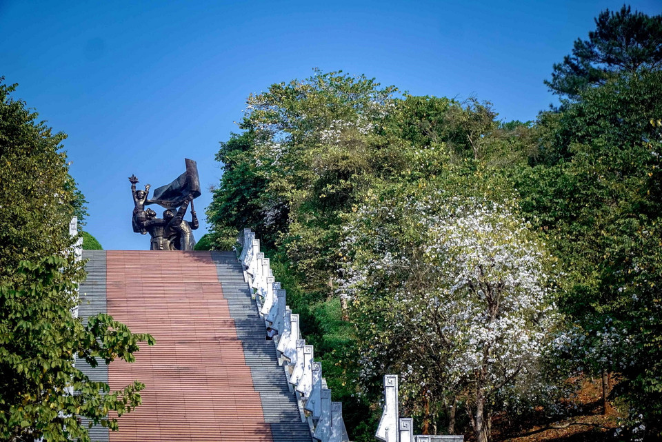 Hoa ban bung nở trên lối lên Tượng đài Chiến thắng Điện Biên Phủ. (Ảnh: Xuân Tư/TTXVN)