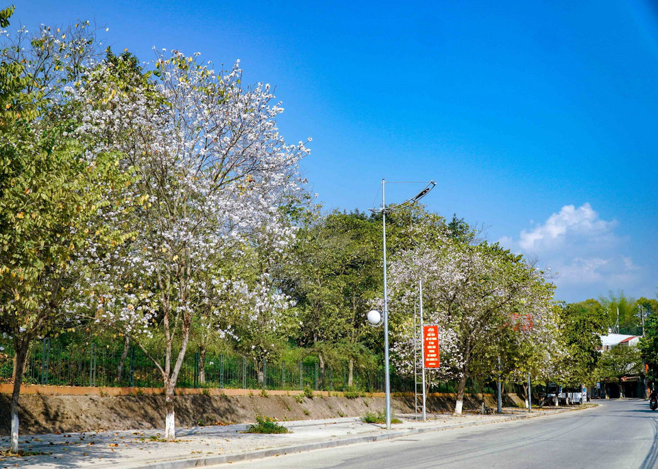 Hoa ban bung nở trên đường Hoàng Văn Thái, thành phố Điện Biên Phủ. (Ảnh: Xuân Tư/TTXVN)