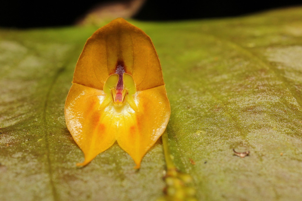 Hoa phong lan Tulcanensis tại khu bảo tồn Dracula, gần thành phố Tulcan, khu vực Carchi, Ecuador, ngày 31/7/2019. Ảnh: AFP/ TTXVN