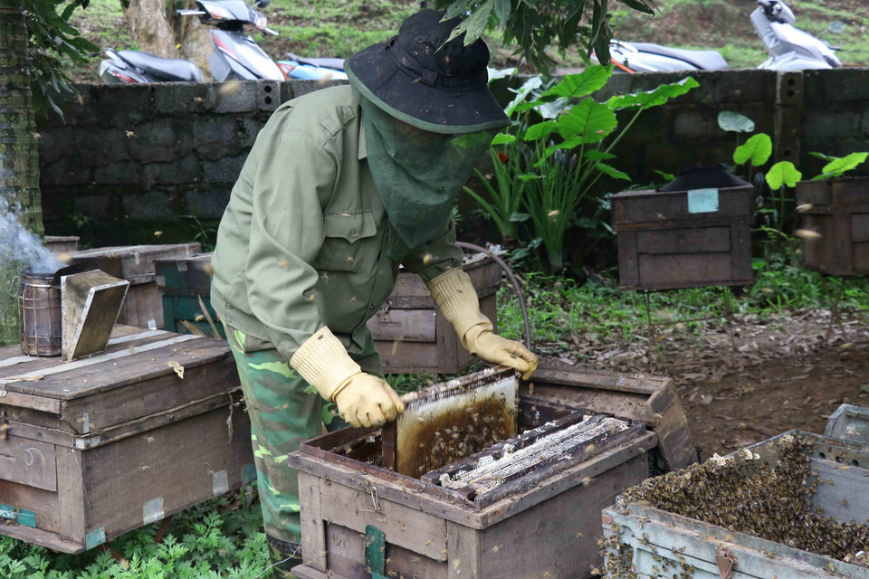 Người dân lấy cầu đựng ong ra khỏi thùng mang đi lấy mật. (Ảnh: Đinh Tuấn/TTXVN)