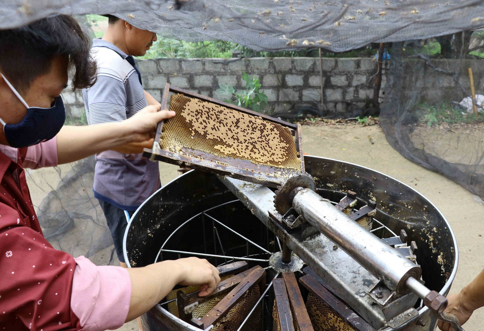 Người dân quay mật từ những cầu ong. (Ảnh: Đinh Tuấn/TTXVN)