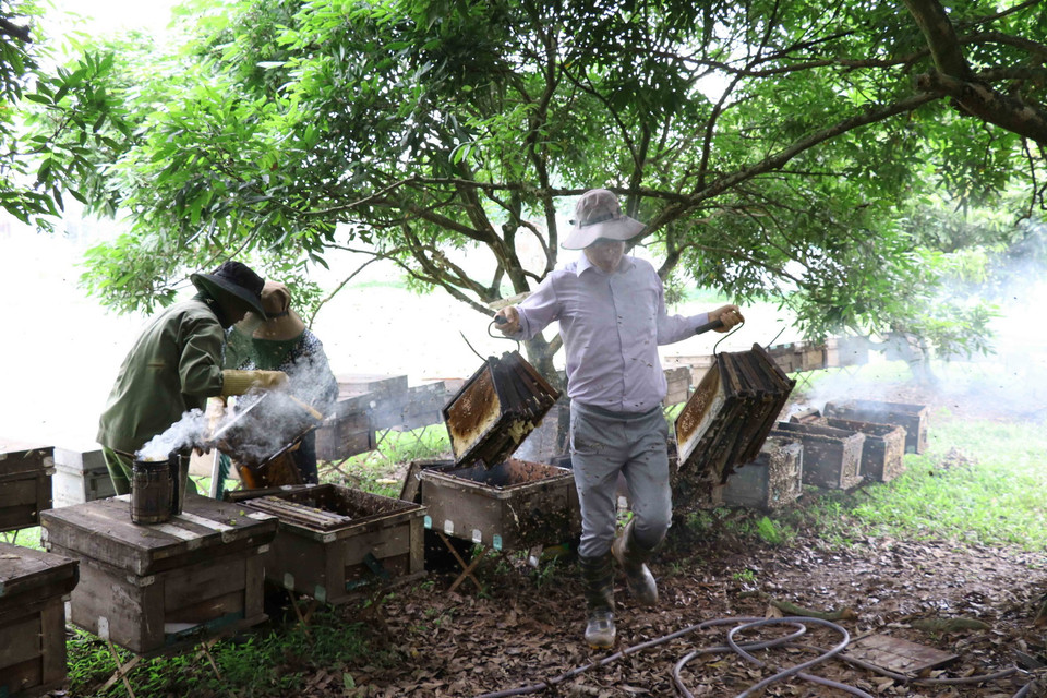 Thu hoạch mật ong. (Ảnh: Đinh Tuấn/TTXVN)