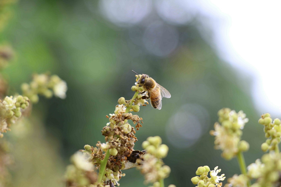 Những chú ong cần mẫn hút mật hoa nhãn. (Ảnh: Đinh Tuấn/TTXVN)