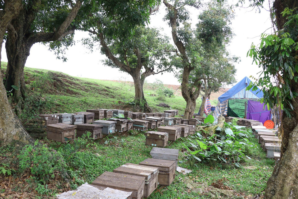 Những thùng nuôi ong tại Hưng Yên. (Ảnh: Đinh Tuấn/TTXVN)